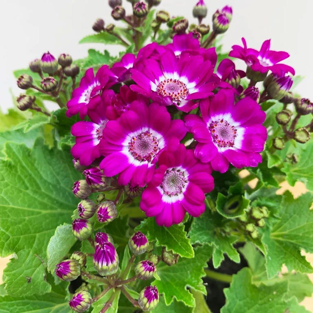 Pink White Cineraria Flower seeds for Planting - Compact Growth, Heirloom & GMO Free Seeds for Home Garden