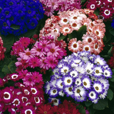 Mixed Color Flower seeds for Planting - Shade Tolerant, Heirloom & GMO Free Seeds for Home Garden