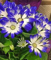 Purple Florists Cineraria Flower seeds for Planting - Low Maintenance, Heirloom & GMO Free Seeds for Home Garden