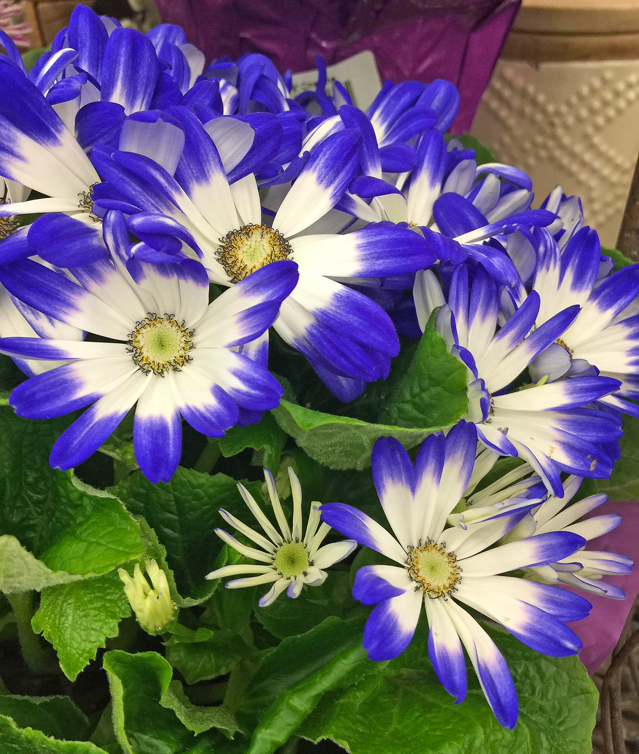 Blue Cineraria Flower seeds for Planting Pollinator Friendly Heirloom & GMO Free Seeds for Home Garden 
 
 Sale