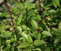 Cinnamon Basil ornamental foliage grown from seeds in garden border