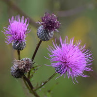 Cirsium Muticum Flower seeds for Planting - Drought Tolerant, Heirloom & GMO Free Seeds for Home Garden