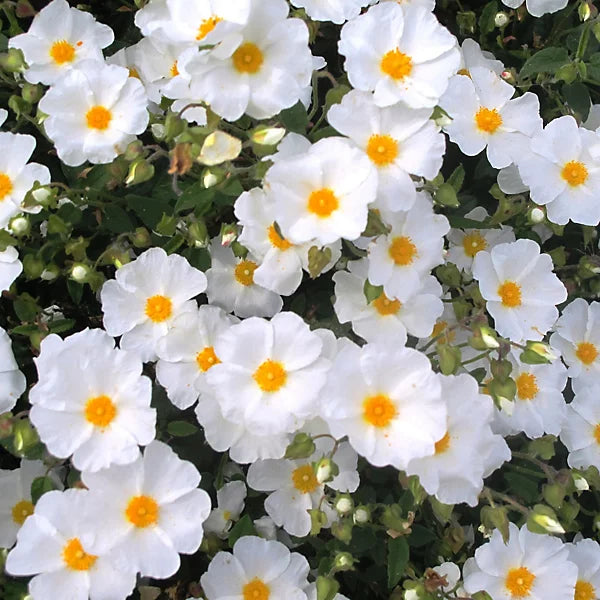 Salviifolius Flower seeds for Planting - Sun Loving, Heirloom & GMO Free Seeds for Home Garden