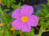 Cistus Creticus (Rockrose) Flower seeds for Planting - Perfect for Borders, Heirloom & GMO Free Seeds for Home Garden