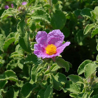 Lavender Creticus Flower Seeds for Planting - Aromatic Purple Blooms