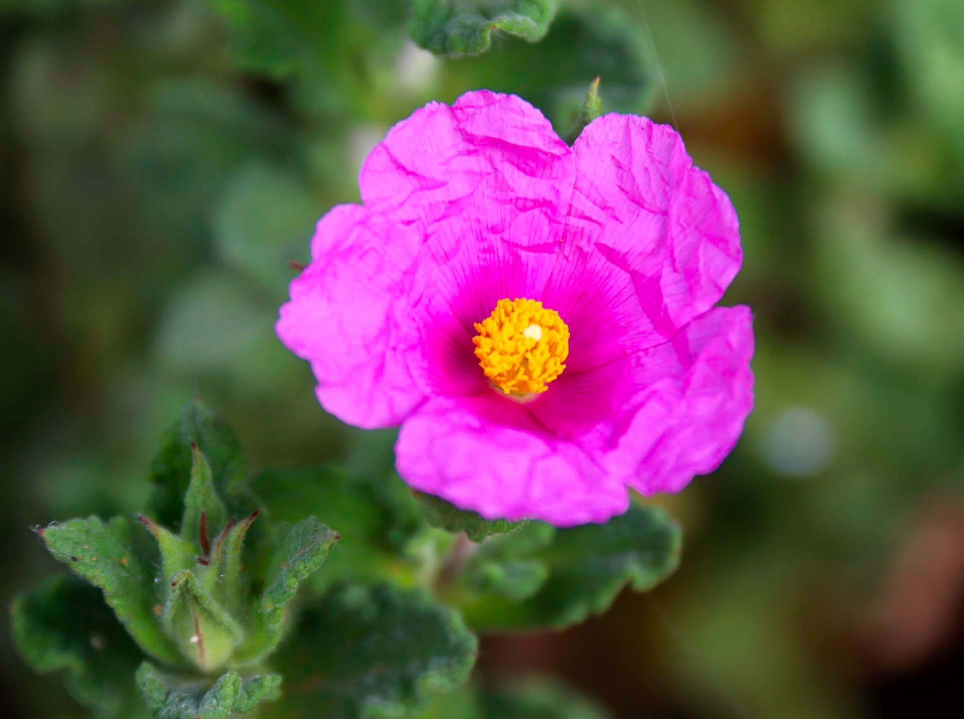 Purple Cistus Flower seeds for Planting - Hardy Variety, Heirloom & GMO Free Seeds for Home Garden
