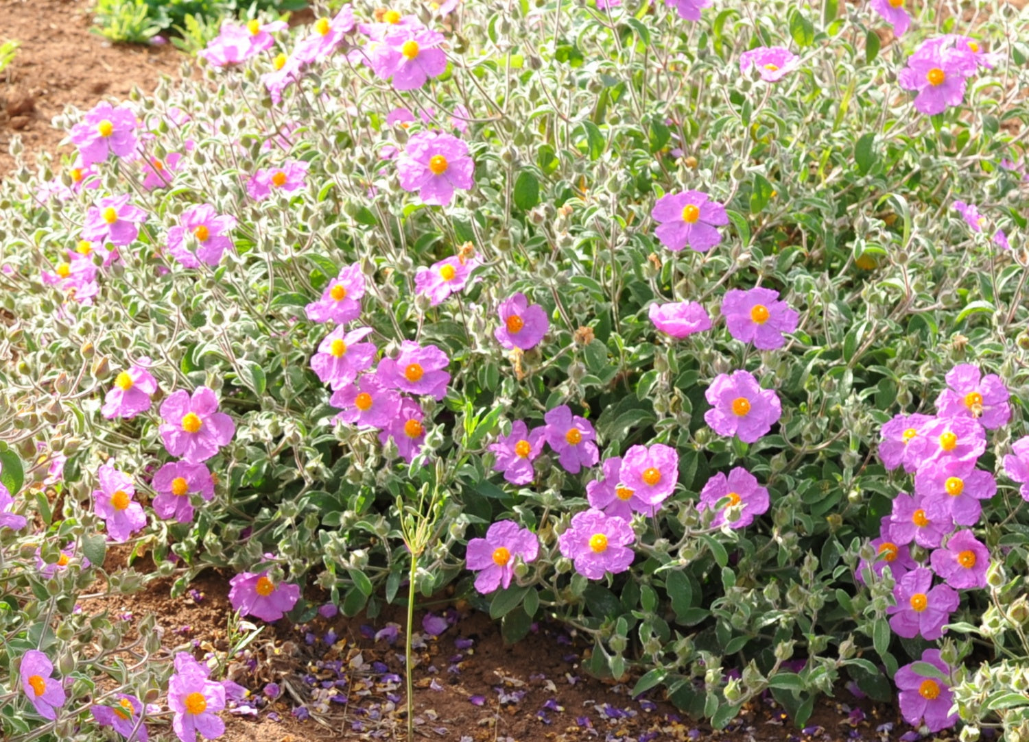 Lavender Creticus Flower Seeds for Planting - Aromatic Purple Blooms