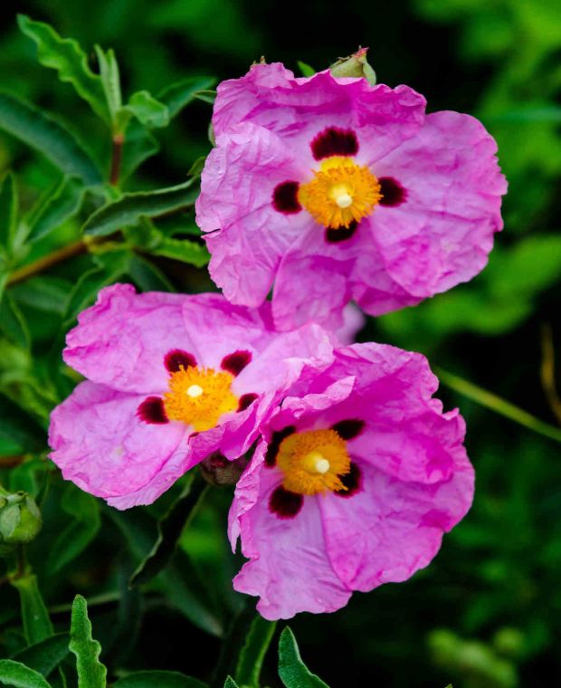 Zistrose Flower seeds for Planting - Easy to Grow, Heirloom & GMO Free Seeds for Home Garden