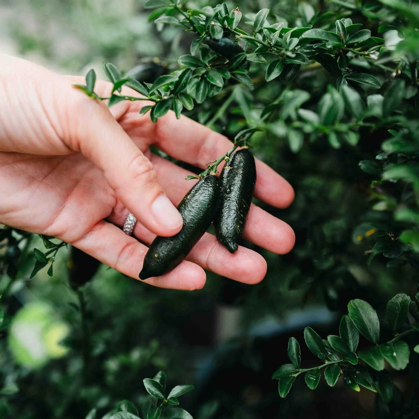 Finger Lime Seeds for Planting  Grow Your Own Unique Fruit!