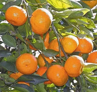 Citrus seedlings germination and planting guide