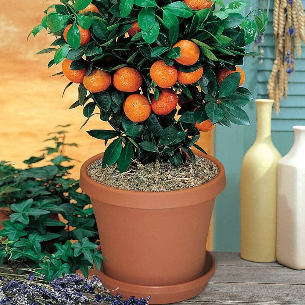 Dwarf Valencia Orange seedlings sprouting