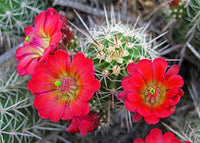 Claret Cup Hedgehog Cacti Flower seeds for Planting - Cut Flower Favorite, Heirloom & GMO Free Seeds for Home Garden