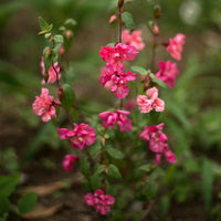Elegant Clarkia Flower seeds for Planting - Wildflower Mix, Heirloom & GMO Free Seeds for Home Garden