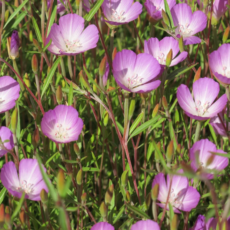 Lavender Clarkia Flower seeds for Planting - Pollinator Friendly, Heirloom & GMO Free Seeds for Home Garden