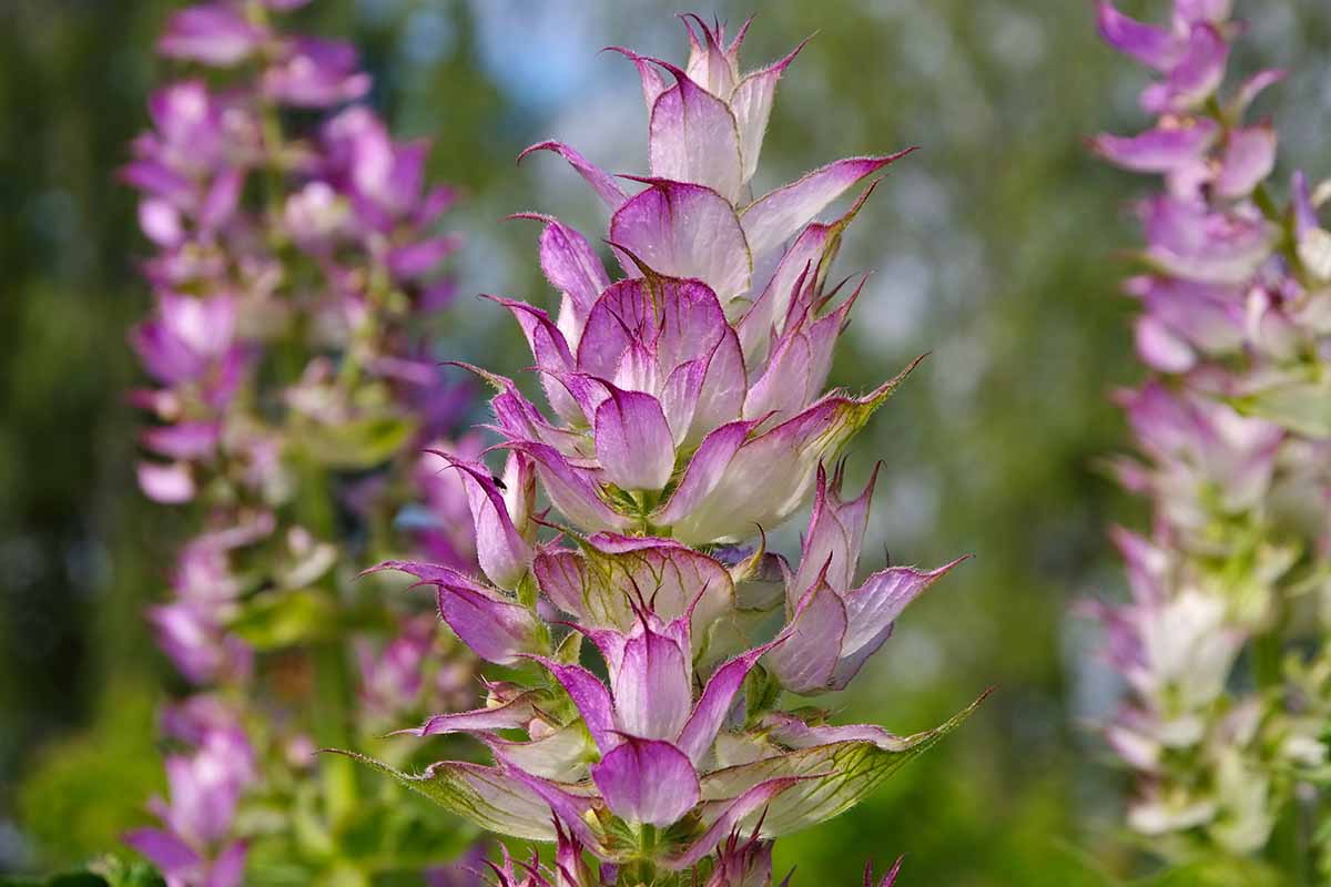 Clary Sage biennial plants grown from seeds in garden
