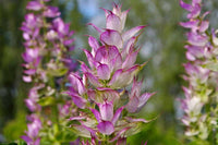 Clary Sage biennial plants grown from seeds in garden