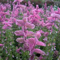 Clary Sage Pink Sundae Growing in Garden with Pink Blooms