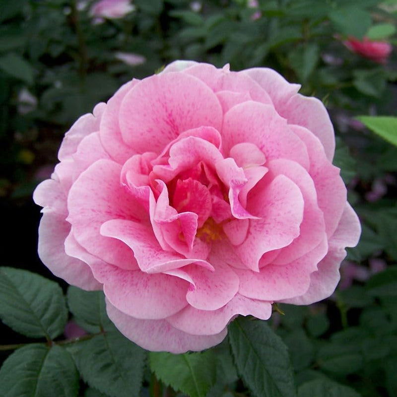 Classic Climbing Pink Rose Seeds for Garden Planting