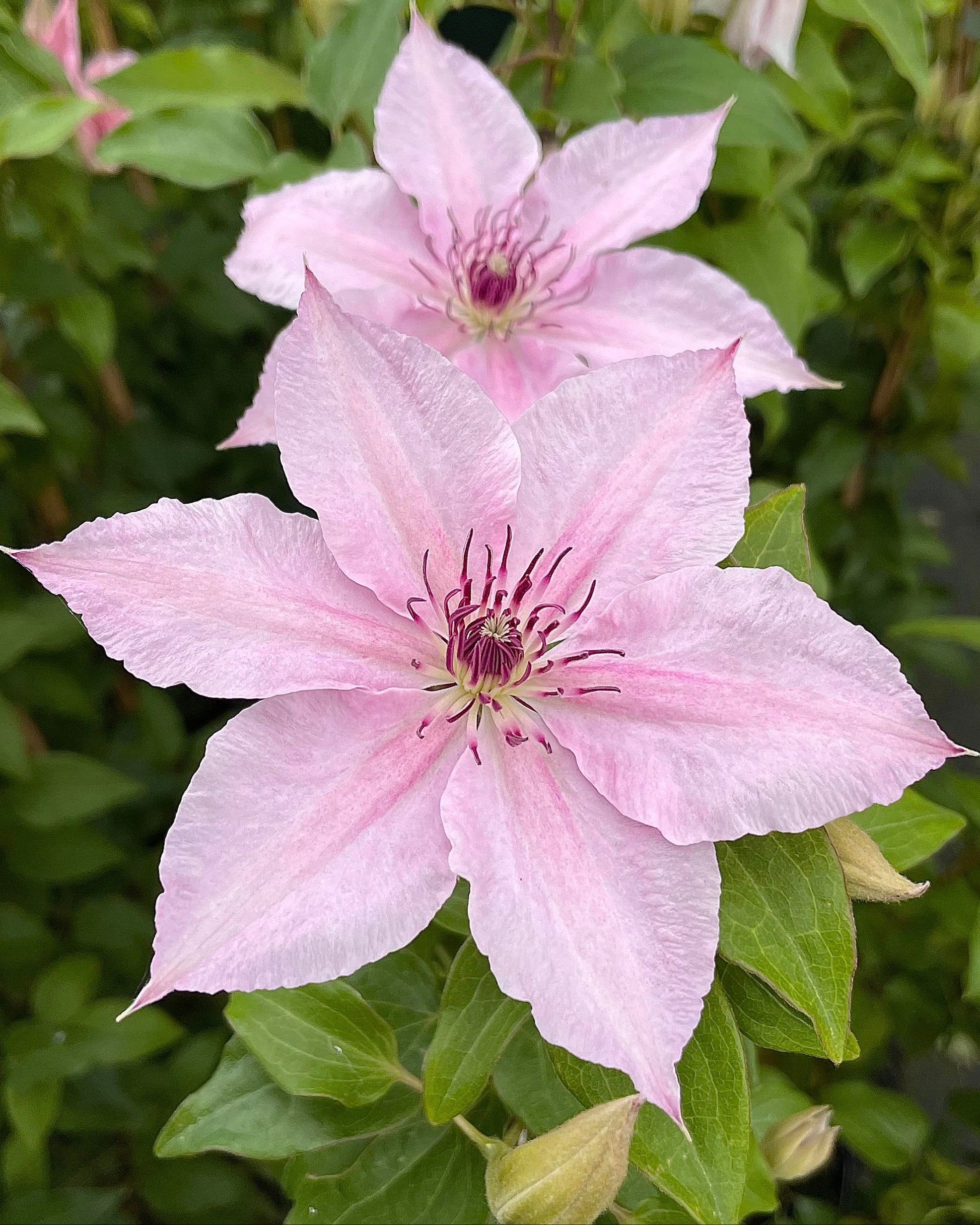 Baby Pink Clematis Flower seeds for Planting Container Friendly Heirloom & GMO Free Seeds For Home Garden 
 
 Sale