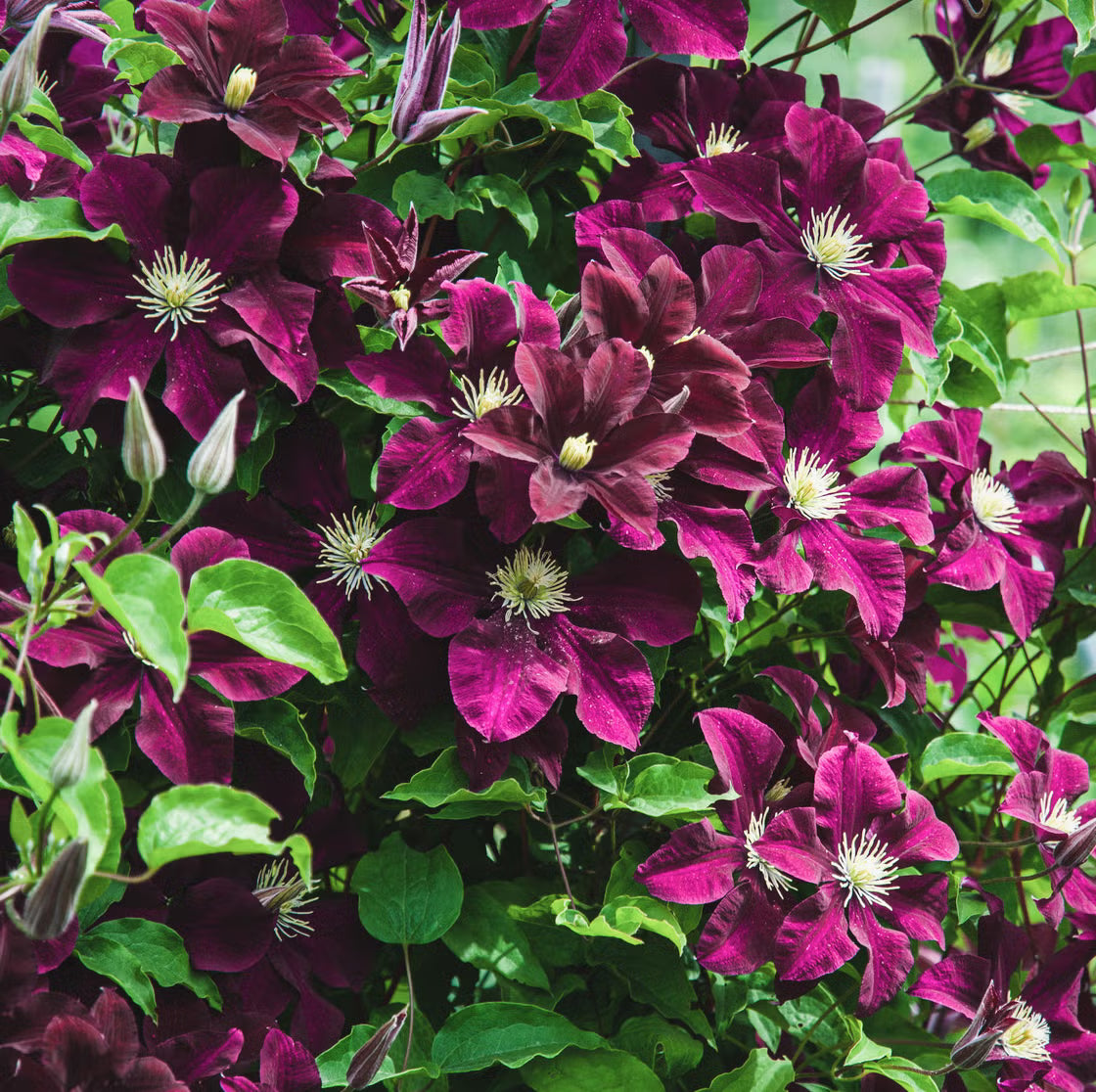 Clematis Hybrida Climbing Flower seeds for Planting Compact Growth Heirloom & GMO Free Seeds for Home Garden
