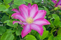 Pink Clematis Flower seeds for Planting Vibrant Colors Heirloom & GMO Free Seeds for Home Garden 
 
 Sale