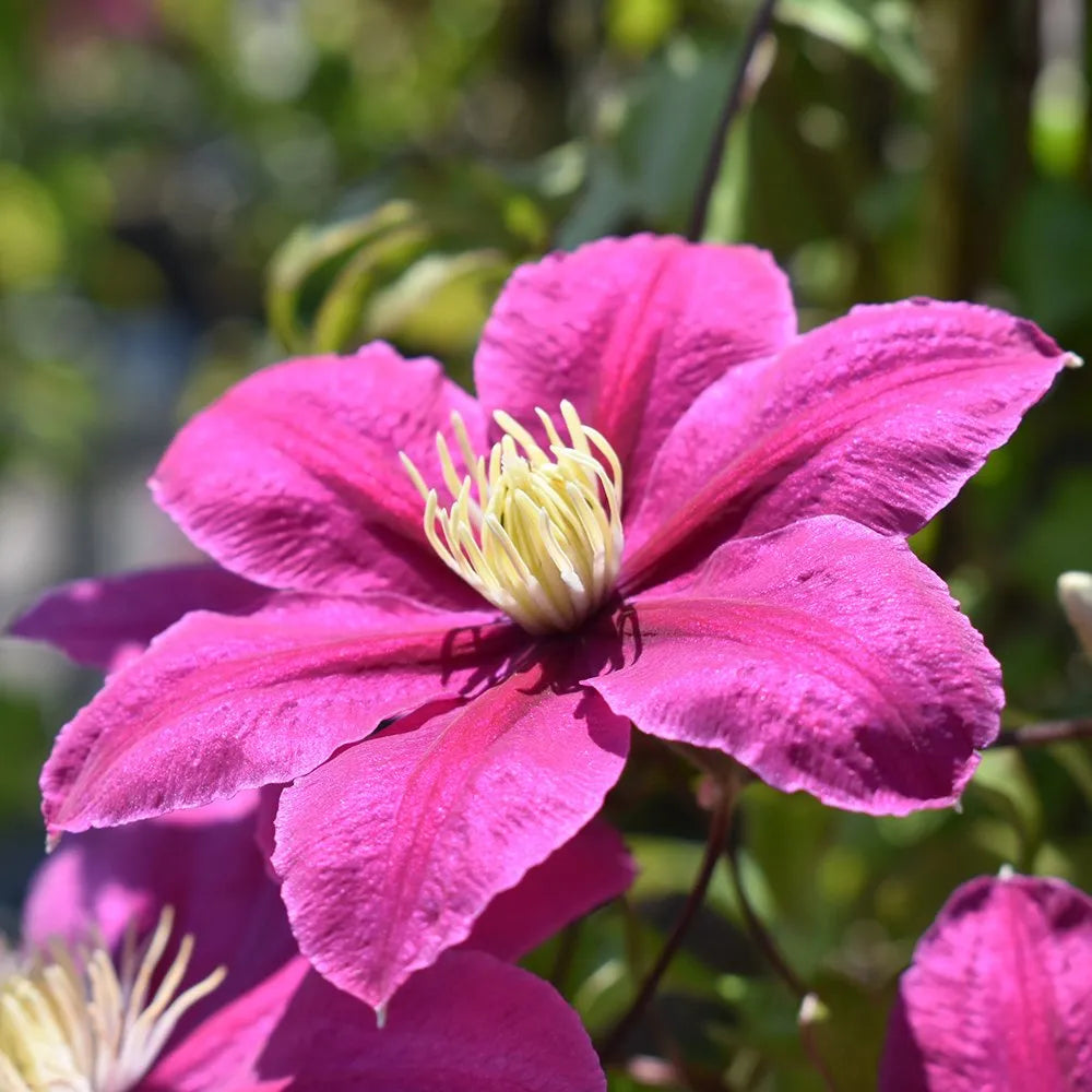 Pink Clematis Flower seeds for Planting Vibrant Colors Heirloom & GMO Free Seeds for Home Garden 
 
 Sale