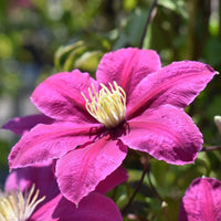 Pink Clematis Flower seeds for Planting Vibrant Colors Heirloom & GMO Free Seeds for Home Garden 
 
 Sale