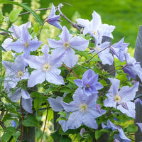 Blue Clematis Flower seeds for Planting - Cut Flower Favorite, Heirloom & GMO Free Seeds for Home Garden