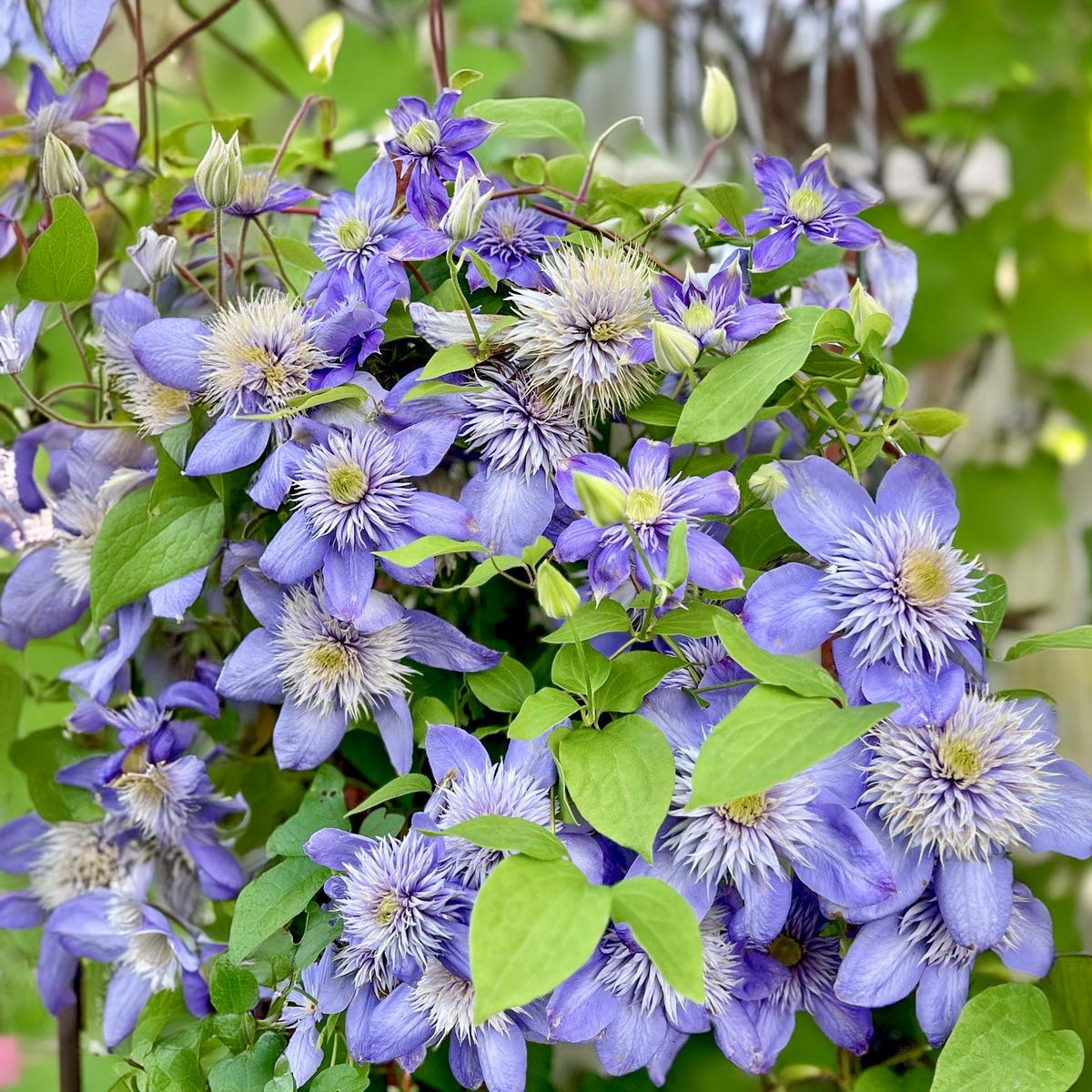 Light Blue Clematis Flower seeds for Planting Low Maintenance Heirloom & GMO Free Seeds for Home Garden