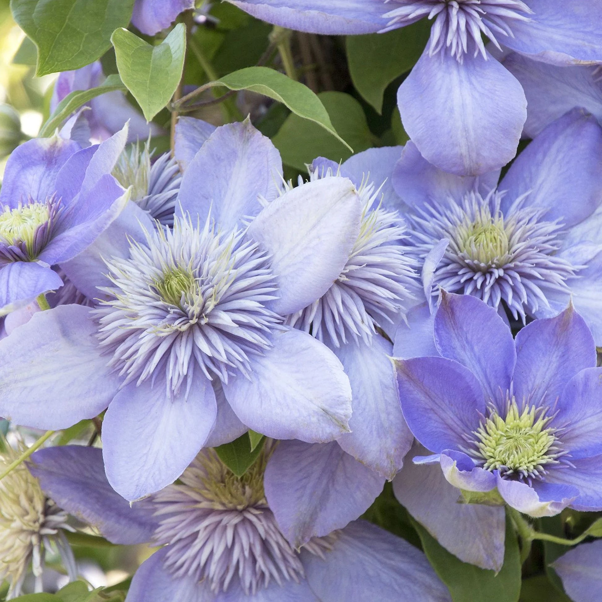 Light Blue Clematis Flower seeds for Planting Low Maintenance Heirloom & GMO Free Seeds for Home Garden