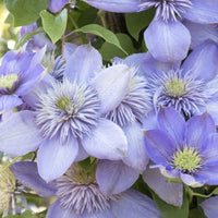 Light Blue Clematis Flower seeds for Planting Low Maintenance Heirloom & GMO Free Seeds for Home Garden