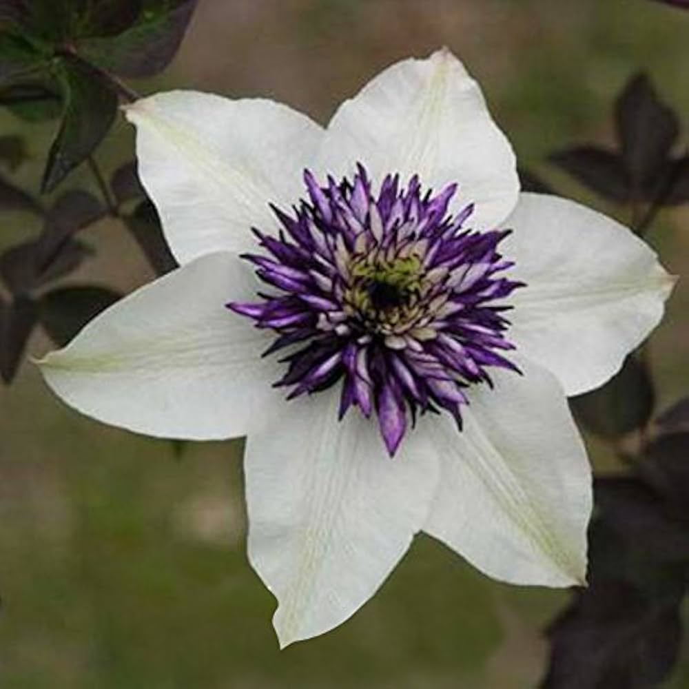 Close-Up of White and Purple Clematis Petals