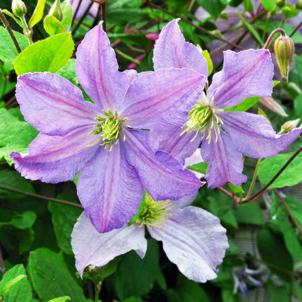 Violet Viticella Flower seeds for Planting - Cut Flower Favorite, Heirloom & GMO Free Seeds for Home Garden