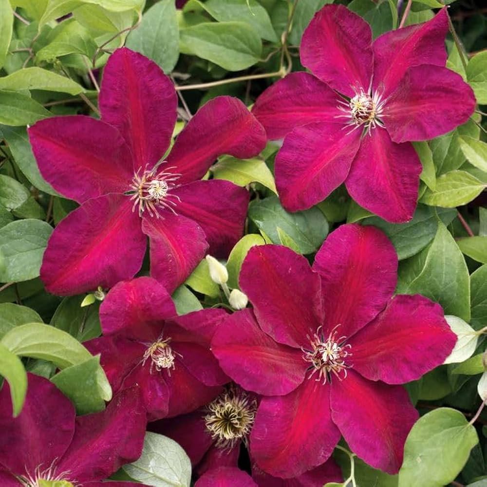 Premium Clematis seeds producing vibrant flowers
