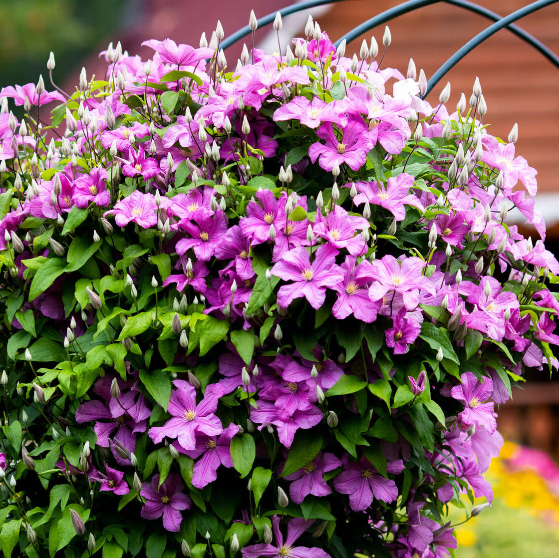 Perennial Vine Climbing Flower seeds for Planting - Cottage Garden Essential, Heirloom & GMO Free Seeds for Home Garden