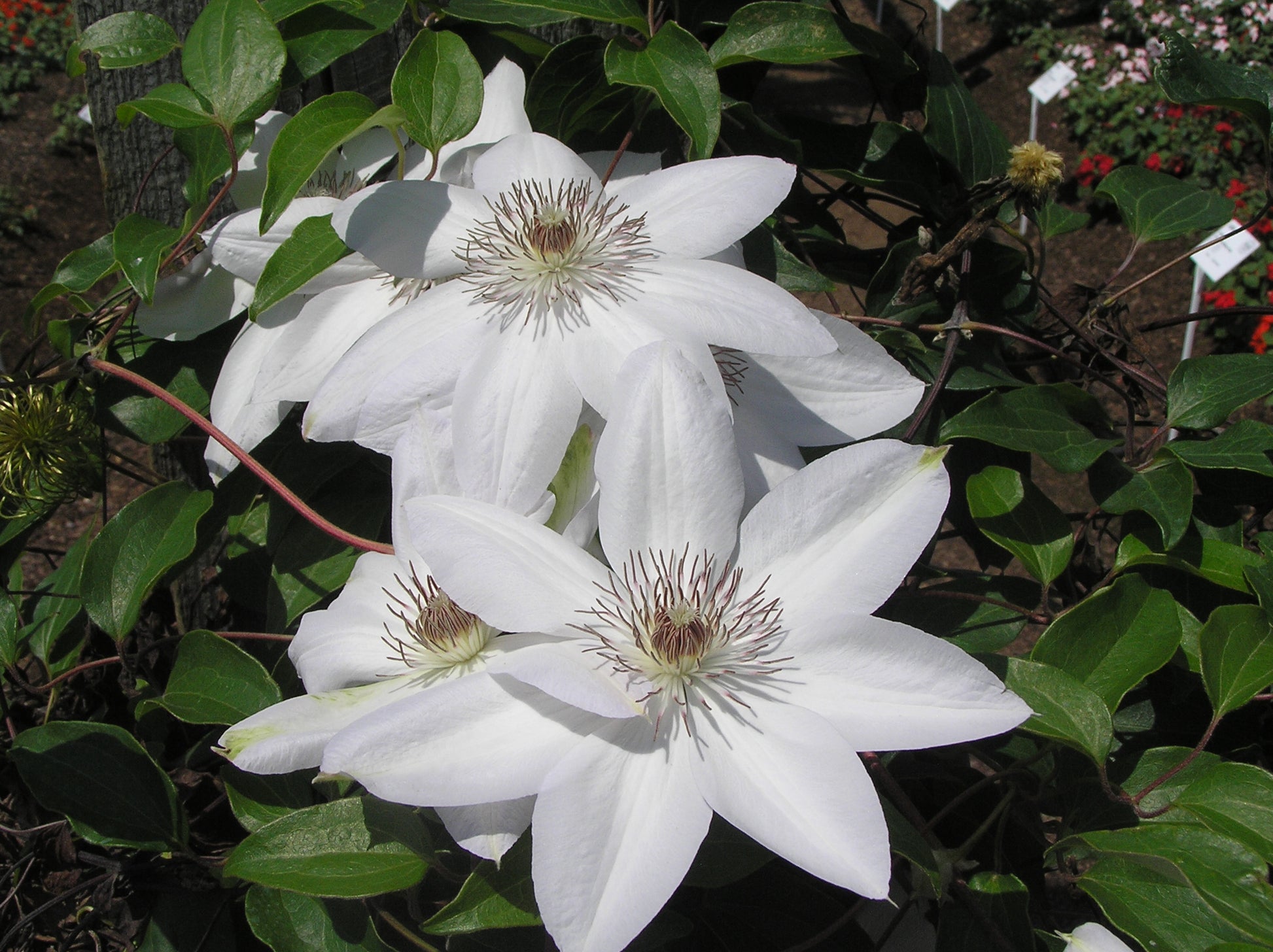 Brown White Clematis Flower seeds for Planting Wildflower Mix Heirloom & GMO Free Seeds for Home Garden