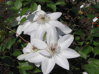 Brown White Clematis Flower seeds for Planting Wildflower Mix Heirloom & GMO Free Seeds for Home Garden