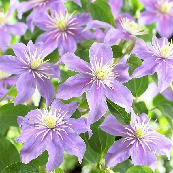 Violet Viticella Flower seeds for Planting - Cut Flower Favorite, Heirloom & GMO Free Seeds for Home Garden