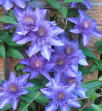 Blue Clematis Flower seeds for Planting - Cut Flower Favorite, Heirloom & GMO Free Seeds for Home Garden