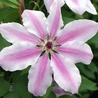 Nelly Moser Flower seeds for Planting Wildflower Mix Heirloom & GMO Free Seeds for Home Garden