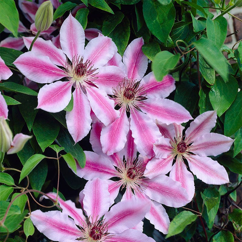 Mixed Nelly Moser Flower seeds for Planting - Bright Blooms, Heirloom & GMO Free Seeds for Home Garden