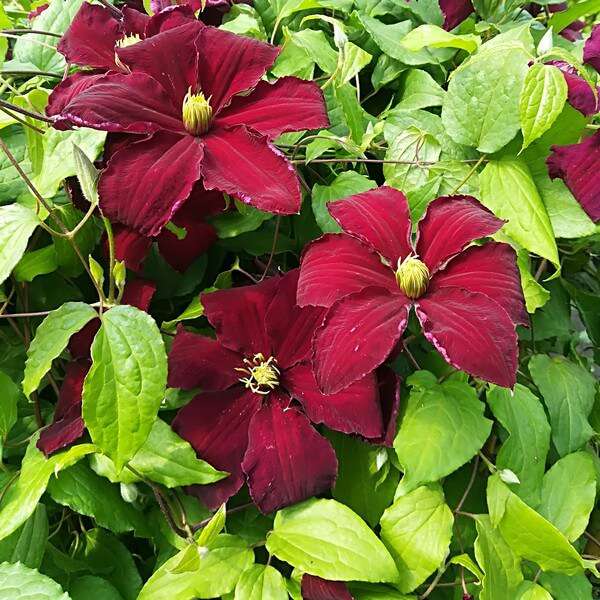 Maroon Clematis Flower seeds for Planting - Drought Tolerant, Heirloom & GMO Free Seeds for Home Garden