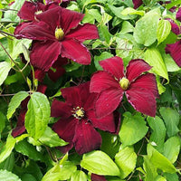 Maroon Clematis Flower seeds for Planting - Drought Tolerant, Heirloom & GMO Free Seeds for Home Garden