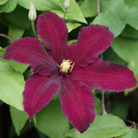 Brown Clematis Flower seeds for Planting Premium Quality Heirloom & GMO Free Seeds for Home Garden