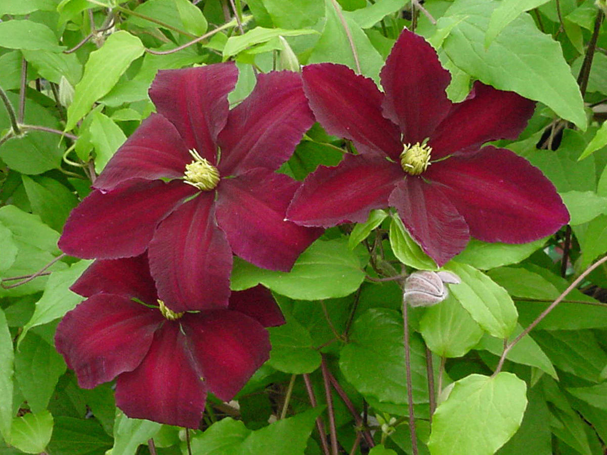 Brown Clematis Flower seeds for Planting Premium Quality Heirloom & GMO Free Seeds for Home Garden