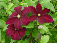 Brown Clematis Flower seeds for Planting Premium Quality Heirloom & GMO Free Seeds for Home Garden