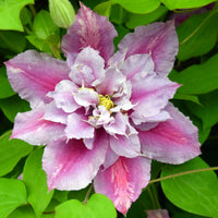 Clematis Flower seeds for Planting - Low Maintenance, Heirloom & GMO Free Seeds for Home Garden