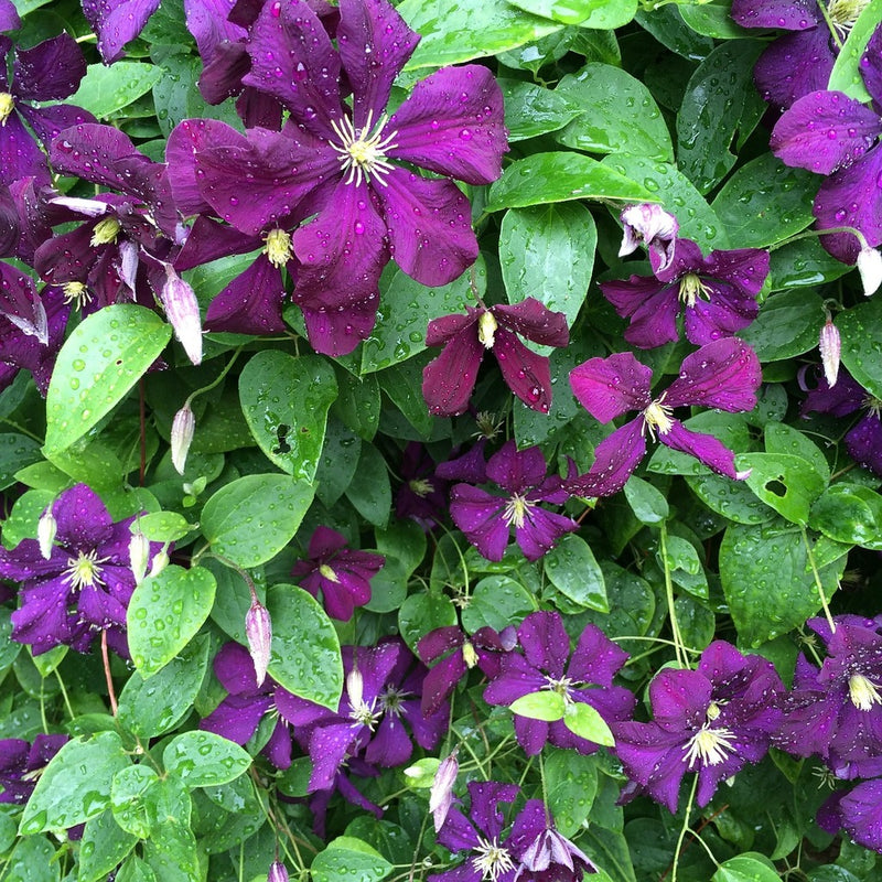Deep Purple Clematis Flower seeds for Planting - Cottage Garden Essential, Heirloom & GMO Free Seeds for Home Garden
