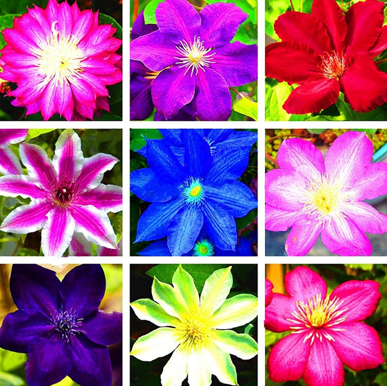 Clematis climbing vine seeds for easy planting