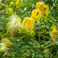 Yellow Tangutica Flower Planting Seeds Collection